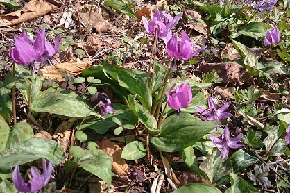 ★4月25日★帯広市野草園★