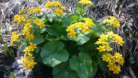 ★4月25日★帯広市野草園★