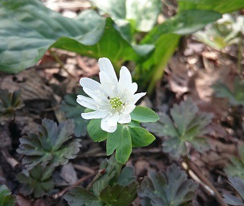 ★4月25日★帯広市野草園★