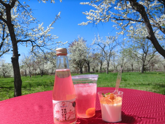 満開のスモモの花、「すももカフェ」
