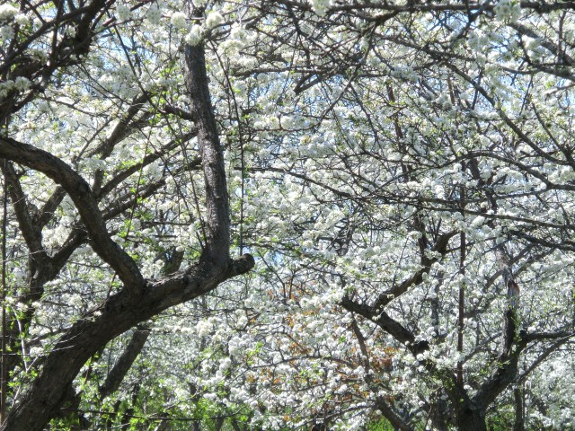 満開のスモモの花、「すももカフェ」