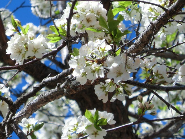 満開のスモモの花、「すももカフェ」