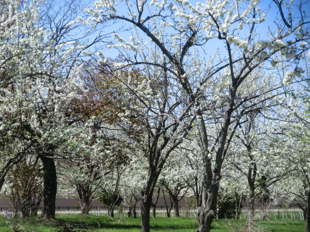 満開のスモモの花、「すももカフェ」