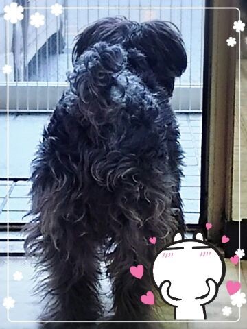 たそがれ わんこ・・(* ̄ー ̄)v