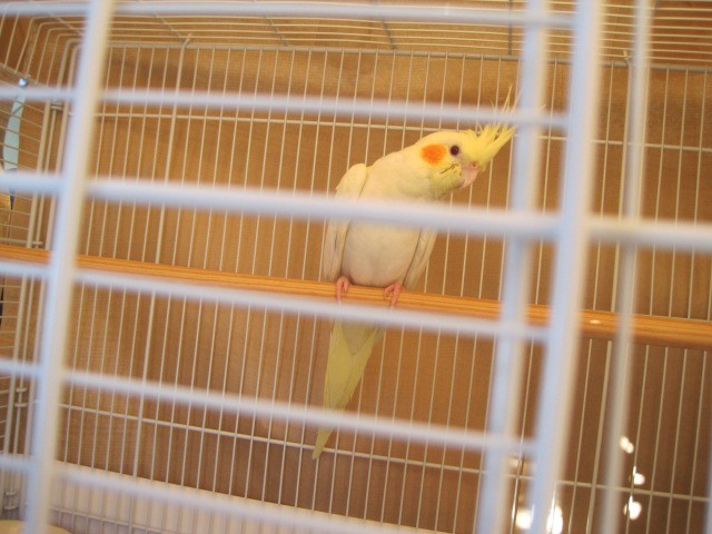 JAGAサンタ!オカメインコのかじやまさん・・・