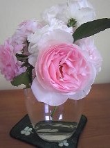 ♪バラが咲いた~♪ 花より~