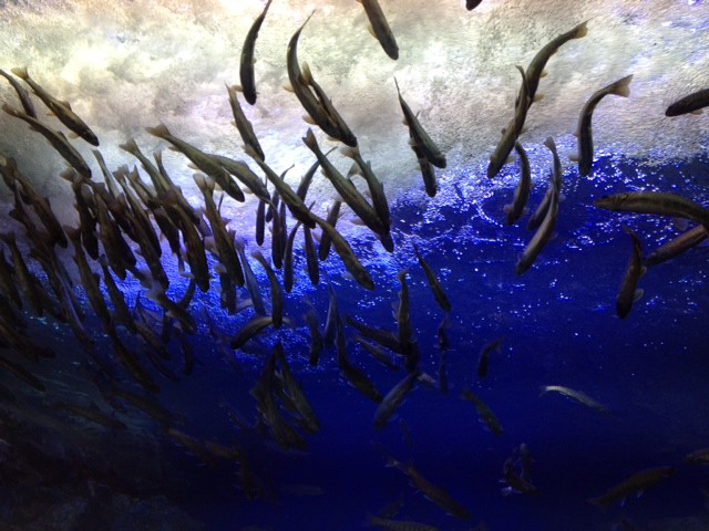 山の水族館