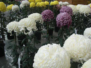 ☆11月2日おびひろ菊まつり☆
