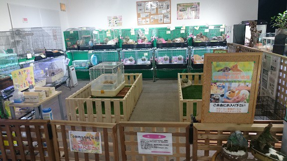 ☆6月6日☆いきものがかり ラビット店☆