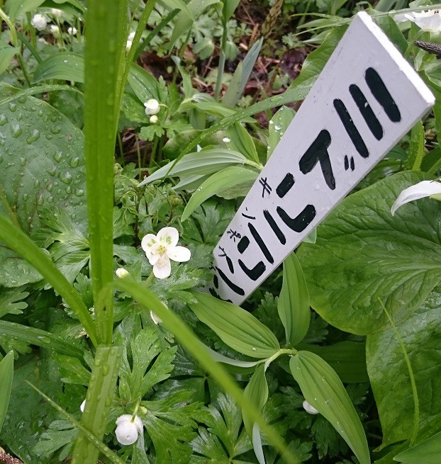 ☆5月11日☆帯広市野草園☆