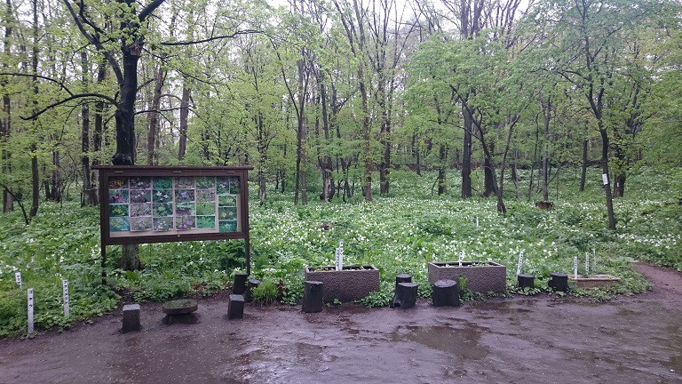 ☆5月11日☆帯広市野草園☆