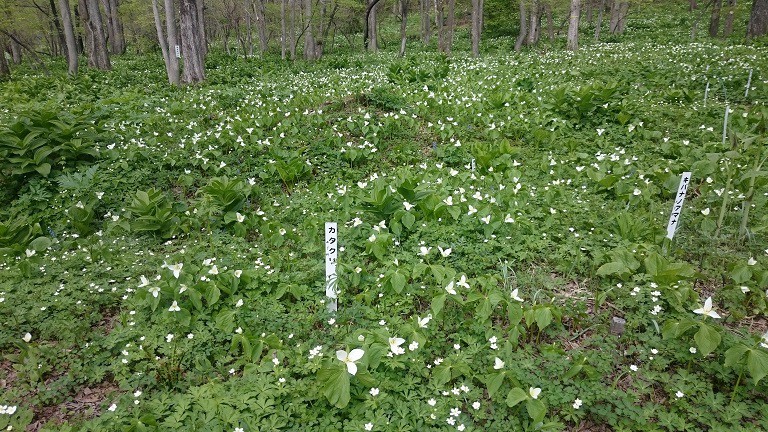 ☆5月10日★帯広市野草園☆