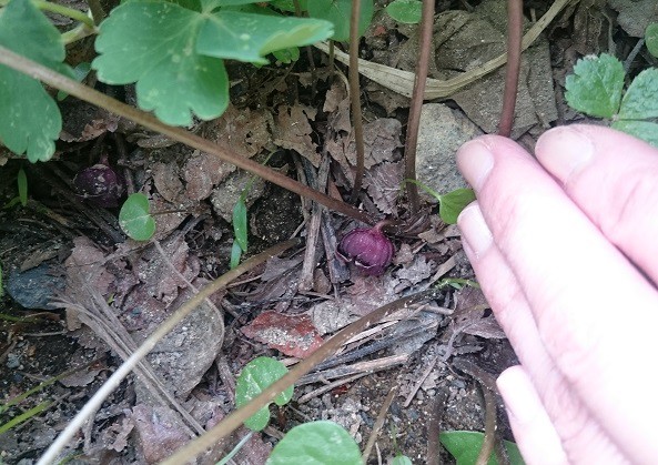 ☆5月10日★帯広市野草園☆