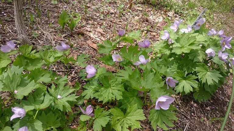 ☆5月10日★帯広市野草園☆
