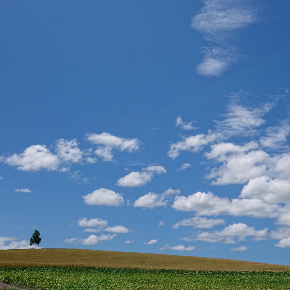 美瑛。 びえ~~~!