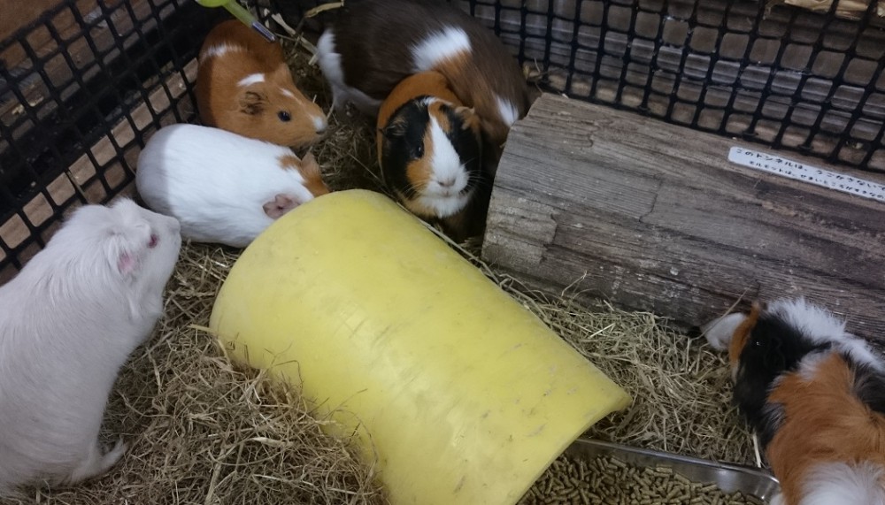 ☆12月6日☆おびひろ動物園 冬の開園☆