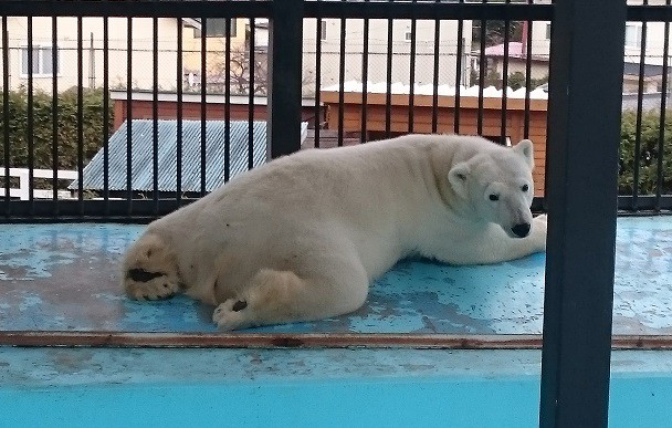 ☆12月6日☆おびひろ動物園 冬の開園☆