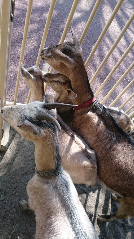 ☆5月9日☆おびひろ動物園☆