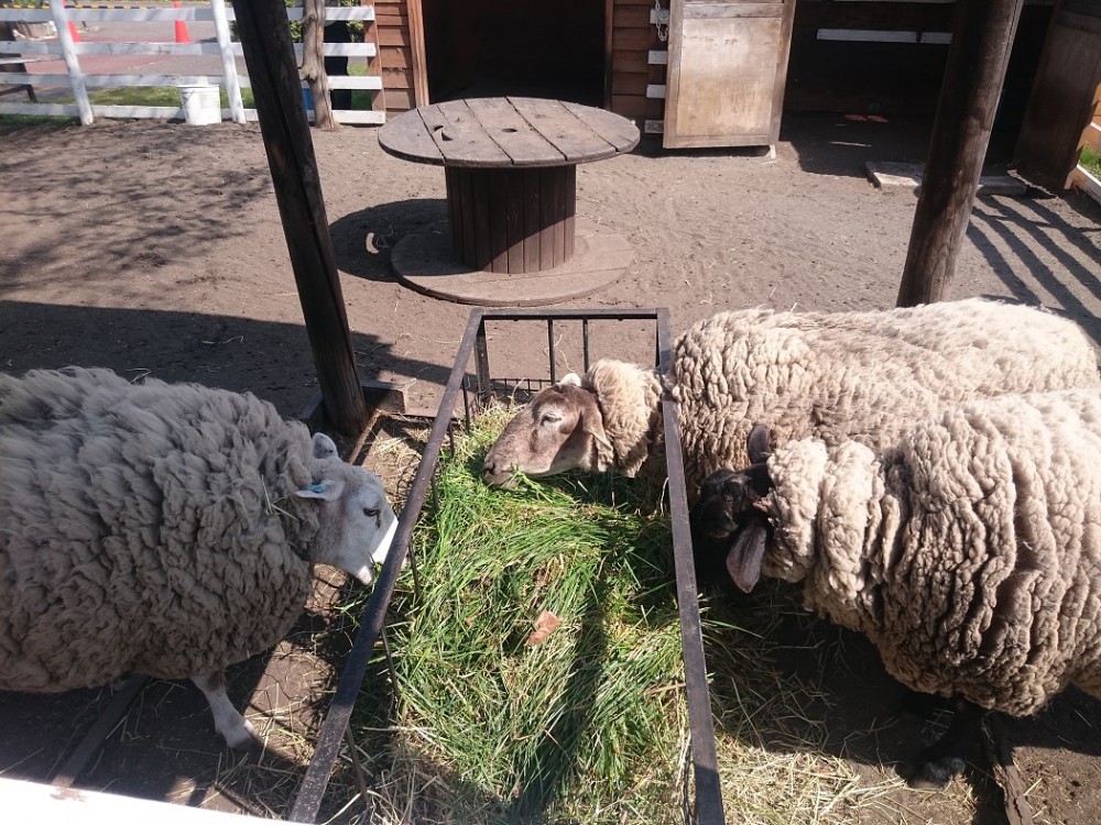 ☆5月9日☆おびひろ動物園☆