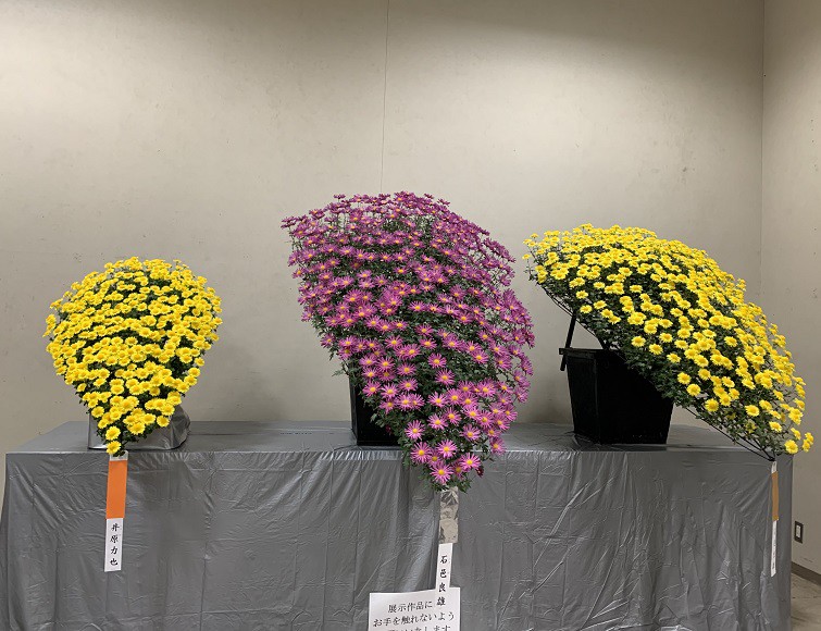 ☆10月31日☆おびひろ菊まつり☆