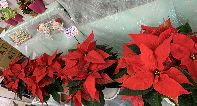 ☆12月2日☆窪田花樹園☆