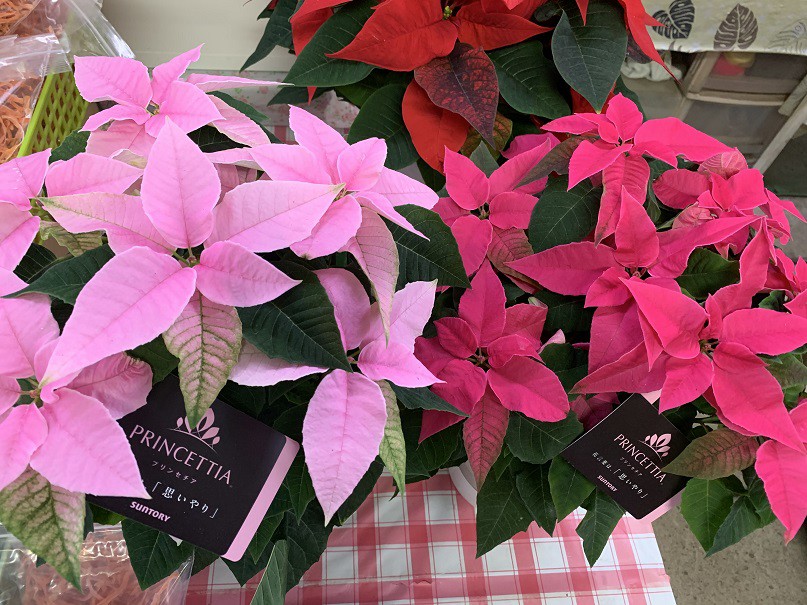 ☆12月2日☆窪田花樹園☆