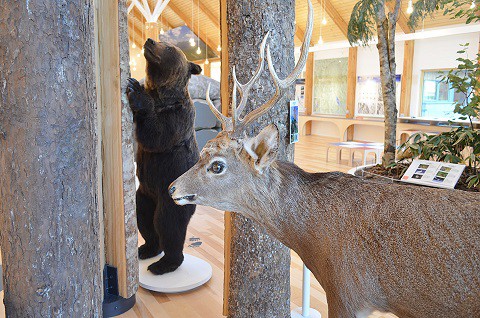 ◆ひがし大雪自然館で昆虫のイベントを開催します◆