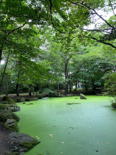 花手水