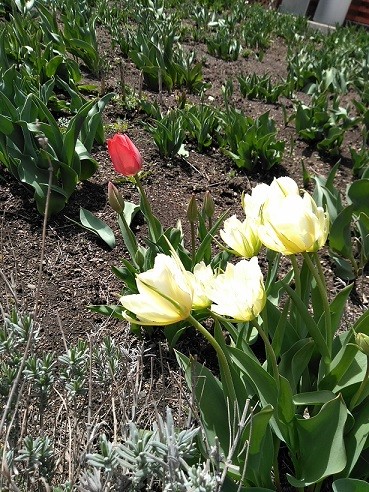 4/21 とかちむらへ行こう!